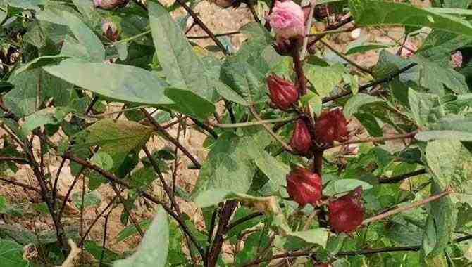 玫瑰茄属于什么植物类型？(玫瑰茄属于什么植物类型的)